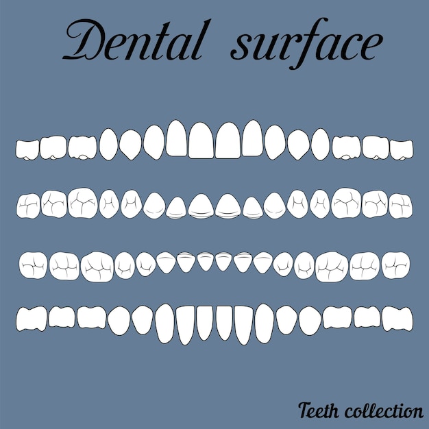 Vector dental surface