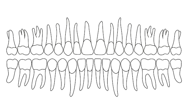 Vettore denti e radici della dentatura