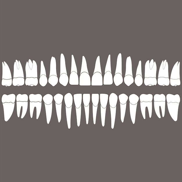 Vettore denti e radici della dentatura