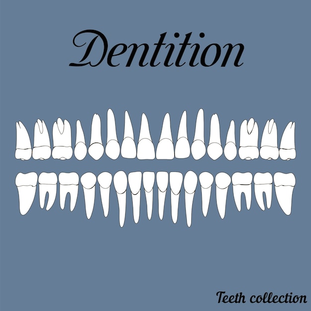 Vector dentition