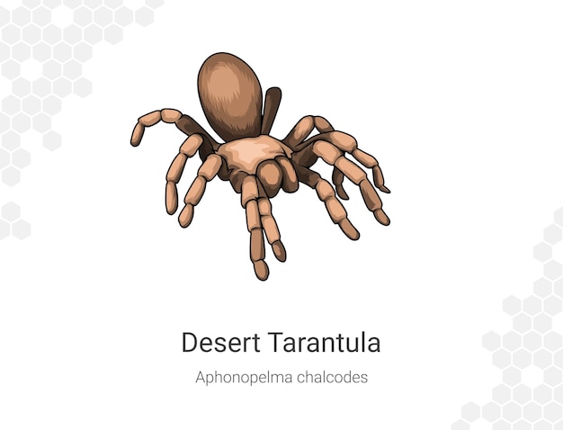 Desert tarantula aphonopelma chalcodes illustration