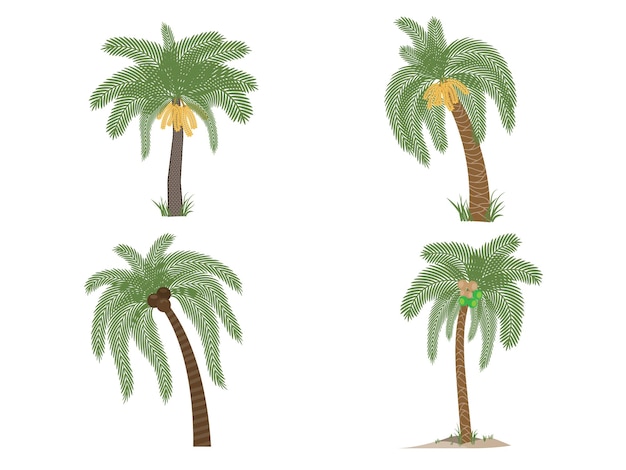 Design element of palm treespalm fruit tree icon for web design isolated on white background