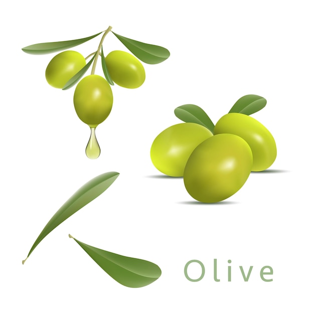 Design per l'olio d'oliva cosmetici naturali prodotti sanitari illustrazione vettoriale di olive verdi