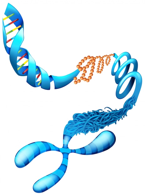 Vector desoxyribonucleïnezuur