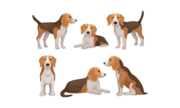 Vettore cane beagle dettagliato in diverse posizioni set vettoriale cane da caccia con pelo bianco marrone e orecchie lunghe