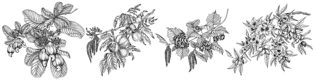 葉とナッツを持つカシュー植物の詳細な植物学的イラスト