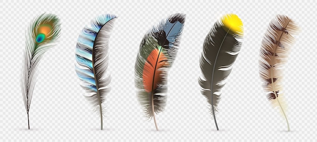 Vector detailed colorful feathers set