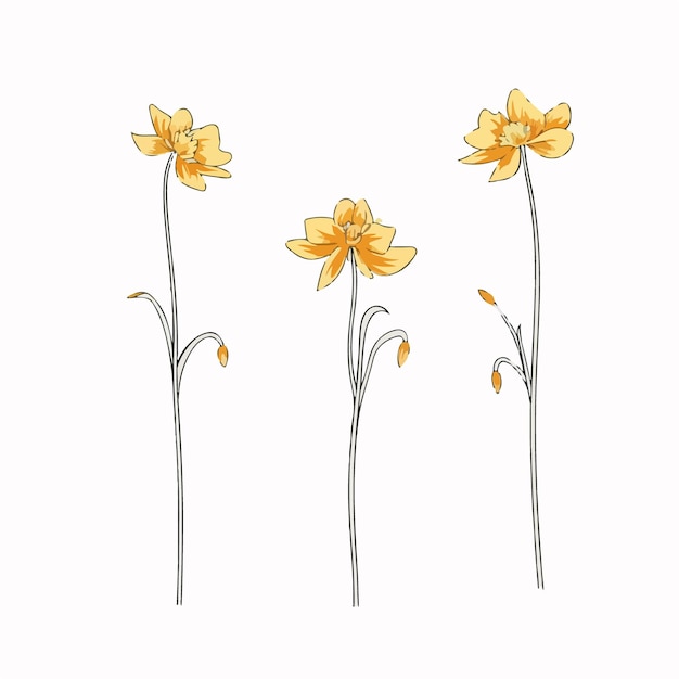 Detailed cowslip illustration in black and white