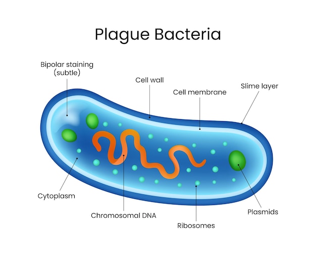Detailed Diagram of Plague Bacteria
