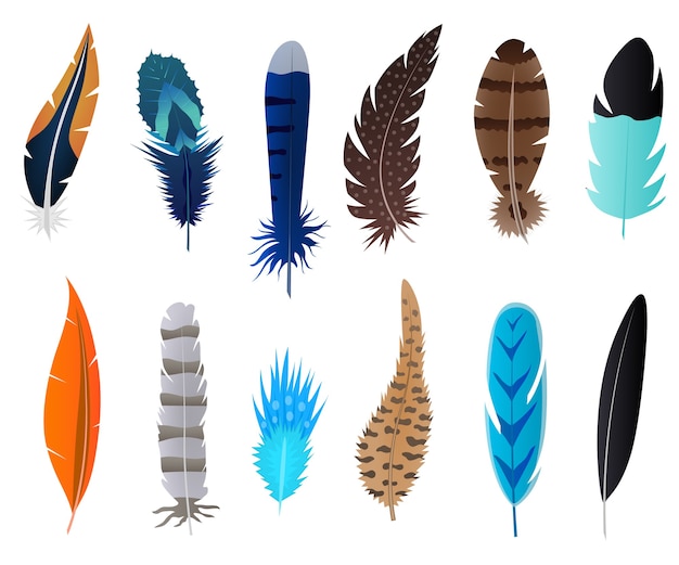 Premium Vector  Set of bright bird feathers detailed feathers of