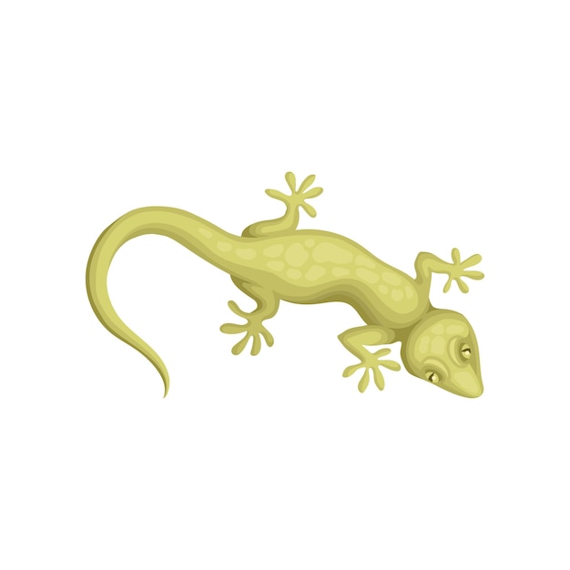 Vector detailed flat vector icon of smallspotted lizard reptile with long body and tail four legs movable eyelids and green scaly skin