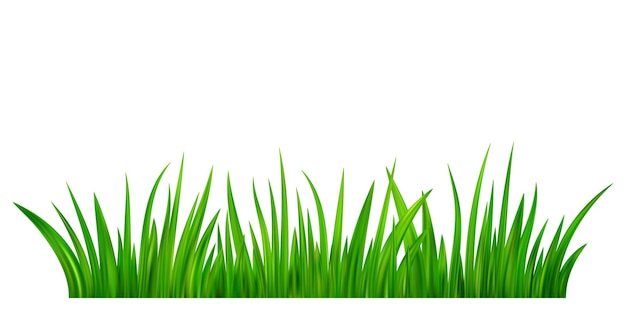 Vector detailed fresh green grass meadow border spring or summer plant field lawn grass background vector illustration