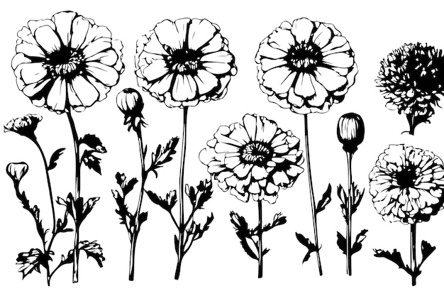 Detailed hand drawn black and white marigold flowers blossoms leaves and buds mexican dia de los