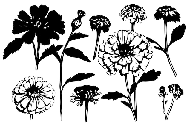 Detailed hand drawn black and white marigold flowers blossoms leaves and buds mexican dia de los