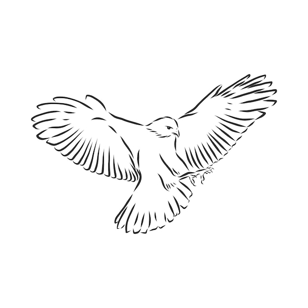 Detailed hand drawn eagle for tattoo on back Falcon bird vector sketch illustration