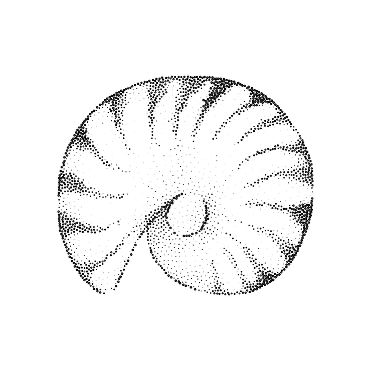 Vector detailed hand-drawn illustration of a nautilus shell in dotwork style