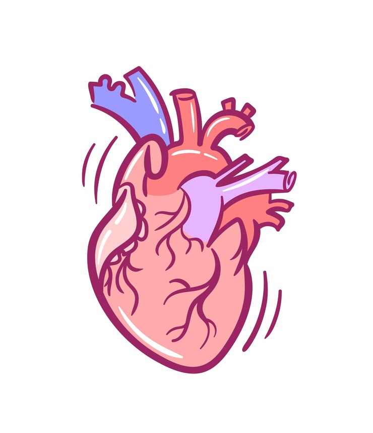 Vector a detailed handdrawn illustration of a realistic anatomical heart in a doodle style this sketch can