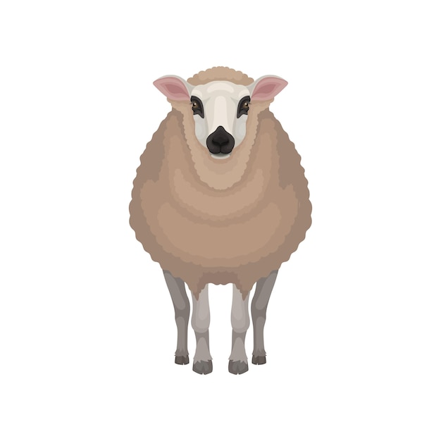 Vector detailed illustration of kerry sheep front view domestic animal with brown coat black nose and circles around eyes livestock farming theme colorful flat vector design isolated on white background