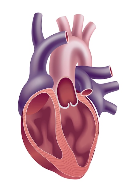 a detailed and informative anatomical illustration depicting the human heart and its blood vessels