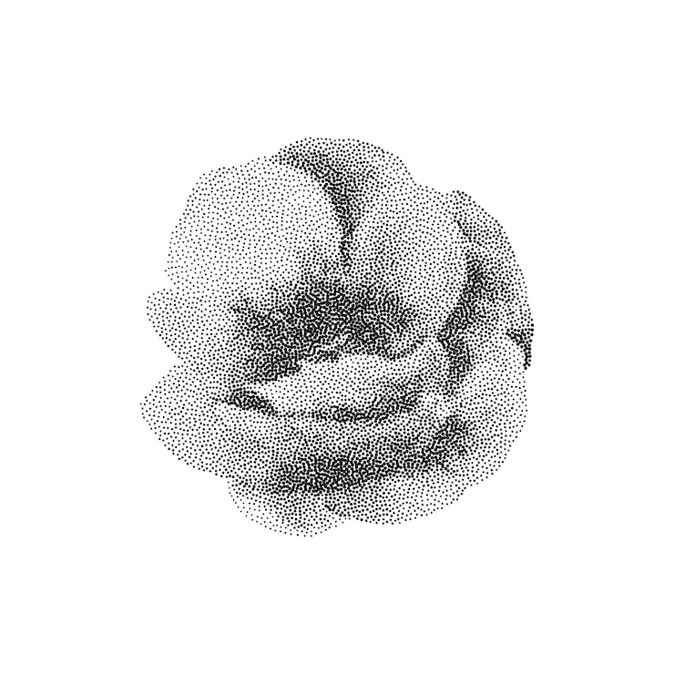Vector detailed monochrome rose illustration using stippling technique