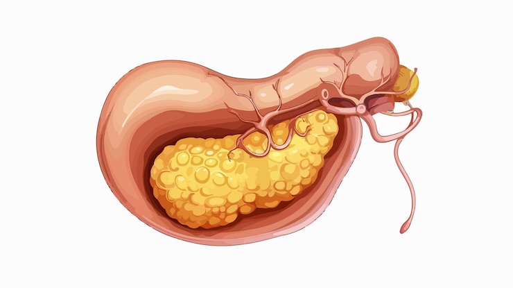 Vector detailed pancreas vector illustration on white background for medical education and health infograp