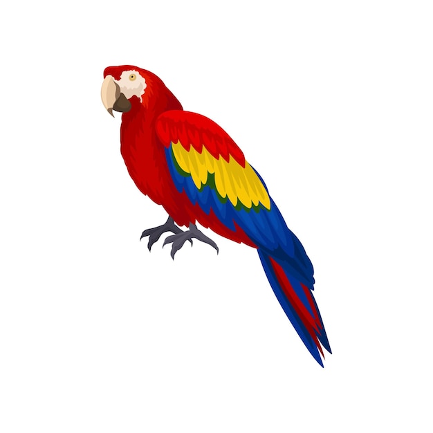 Detailed vector icon of longtailed macaws ara Exotic bird with red blue and yellow feathers Element for advertising of pet store