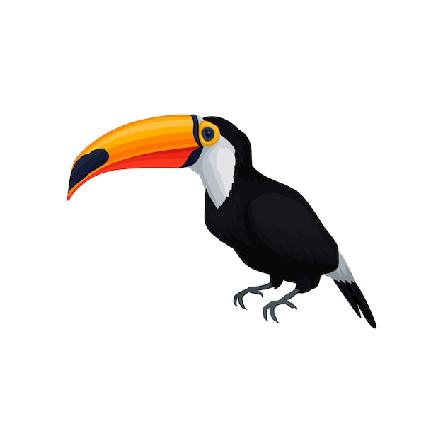 Detailed vector icon of toucan exotic bird with orange beak and black feathers design for encyclopedia poster of zoo store or travel agency