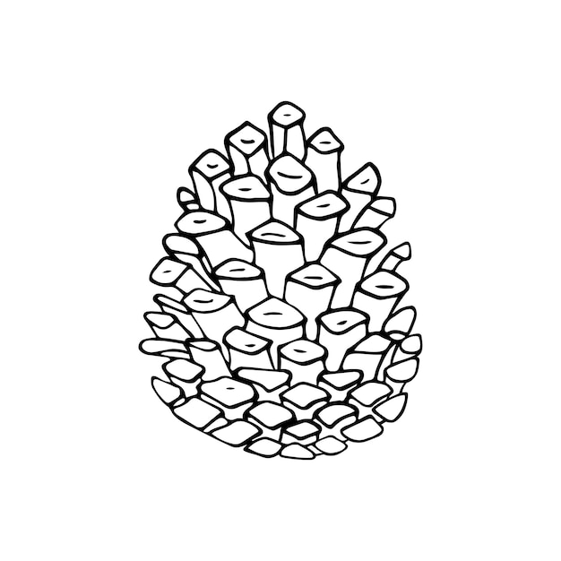 Detailed vector illustration of a pine cone isolated on white. Hand-drawn vector illustration.