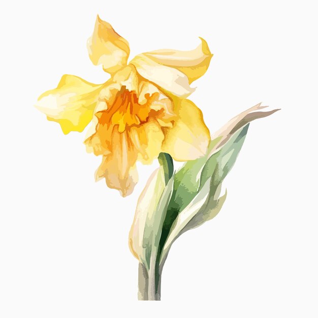 Detailed watercolor illustration showcasing the beauty of a daffodil