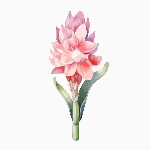 Detailed watercolor illustration showcasing the beauty of a hyacinth