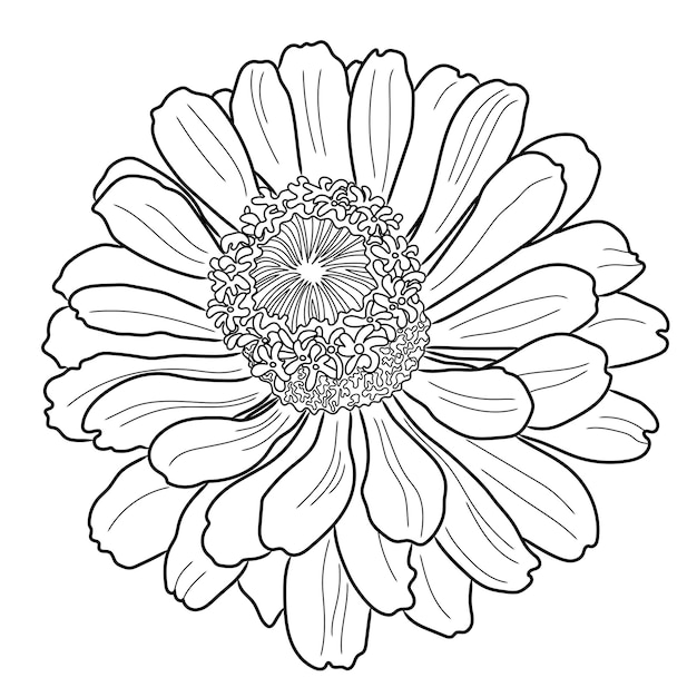 Vettore pagina da colorare dettagliata del fiore di zinnia. illustrazione vettoriale.