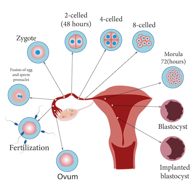 Vettore sviluppo dell'embrione umano, dall'ovulazione all'impianto della blastocisti nell'utero