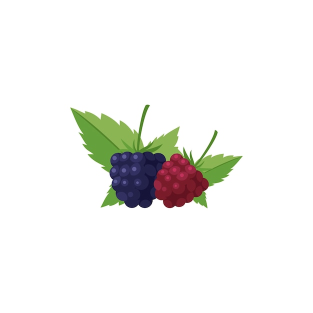 Dewberries 평면 디자인 벡터 일러스트 레이 션 흰색 배경에 고립