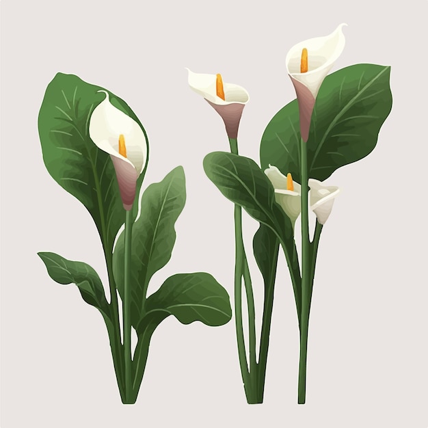 Vector deze calla-bloemvectoren zijn perfect voor elk bloemenproject