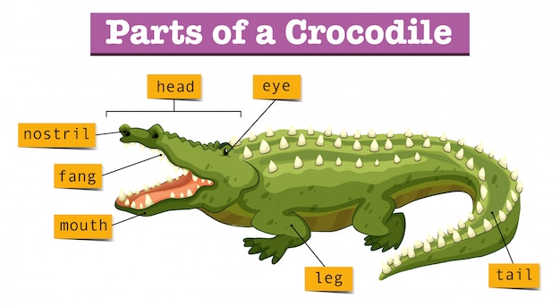 Diagram dat delen van krokodil toont