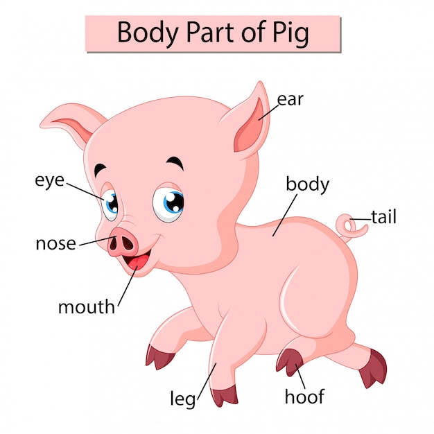 Diagram dat lichaamsdeel van varken toont