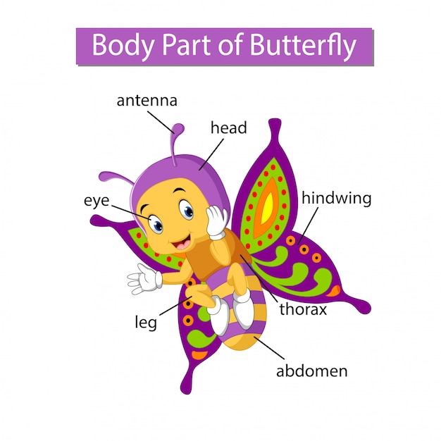 Diagram dat lichaamsdeel van vlinder toont