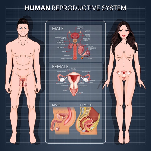 Vettore diagramma e dati del sistema riproduttivo umano per l'educazione medica