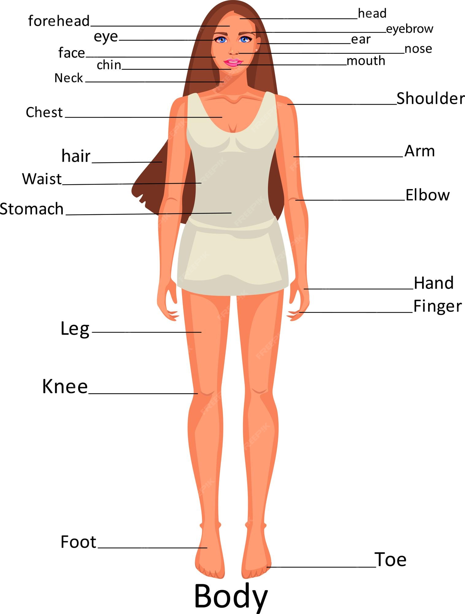 female human body parts diagram