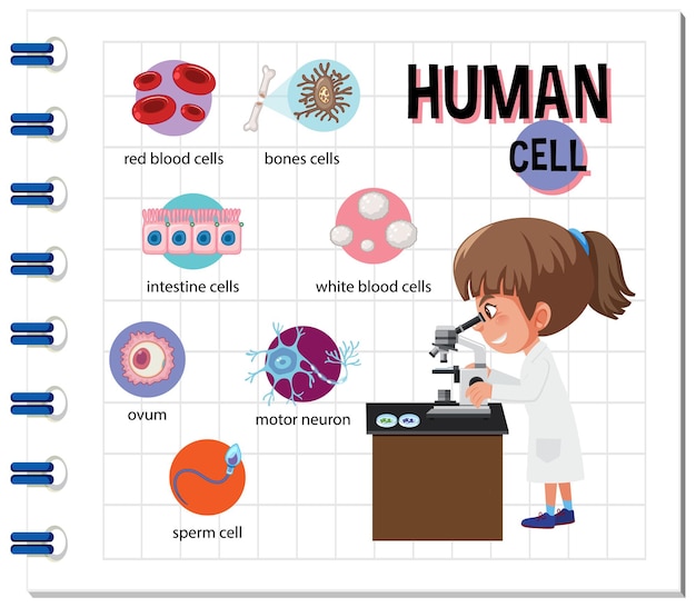 Vector diagram of human cell for education