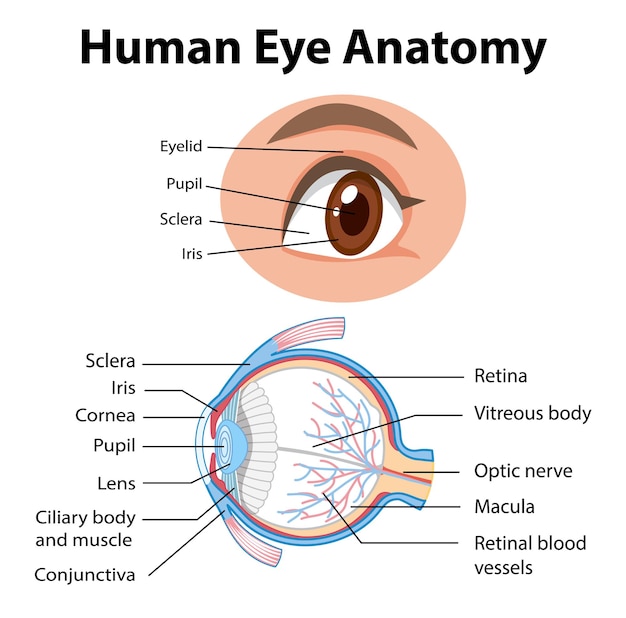 Vettore diagramma dell'anatomia dell'occhio umano con etichetta