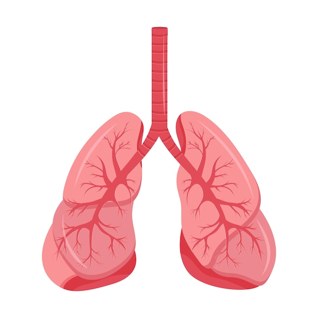 Diagramma dei polmoni umani e del sistema respiratorio della trachea icona dei polmoni sani illustrazione vettoriale isolata su sfondo bianco