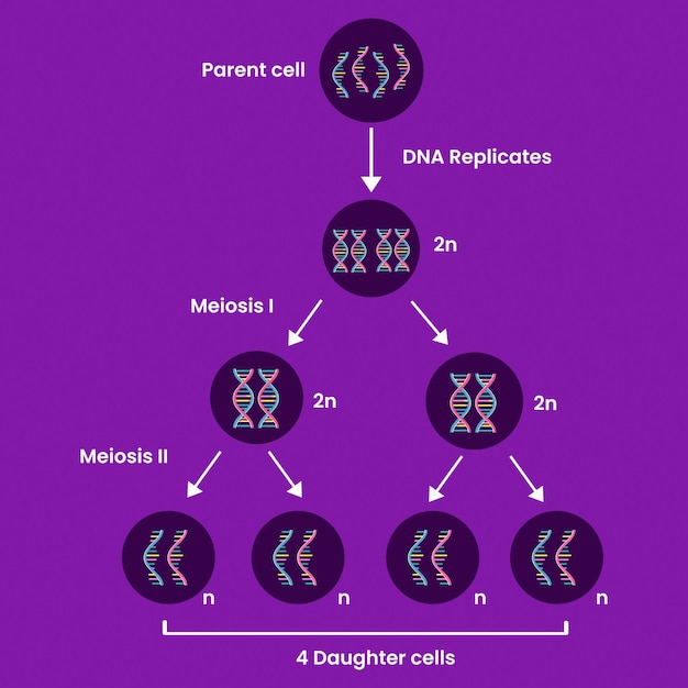 Diagram of Meiosis. Process cell division. Medical infographic design. vector illustration.