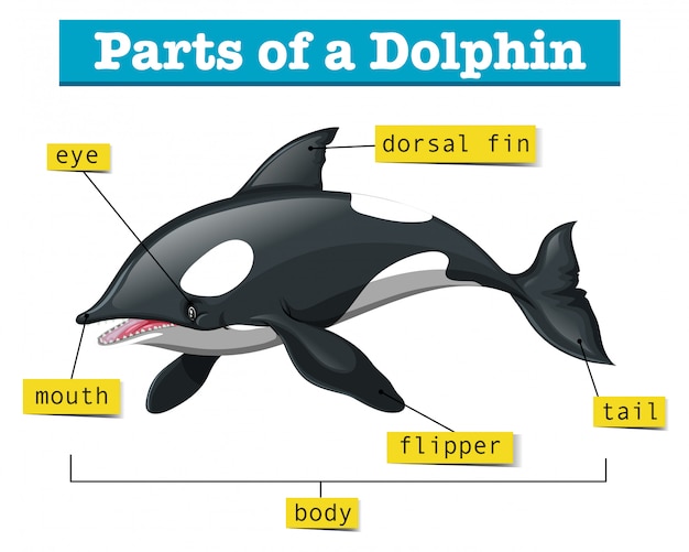 Vector diagram met delen van de dolfijn