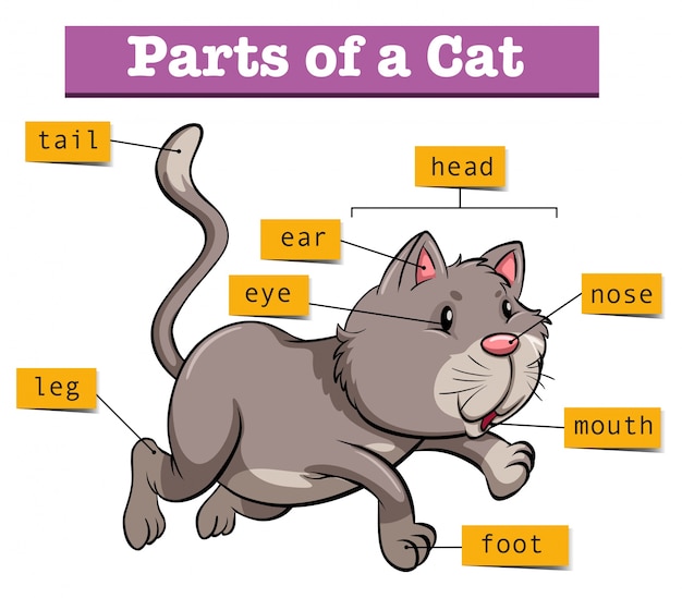 Diagram met delen van de kat