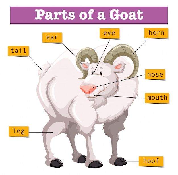 Vector diagram met delen van geit