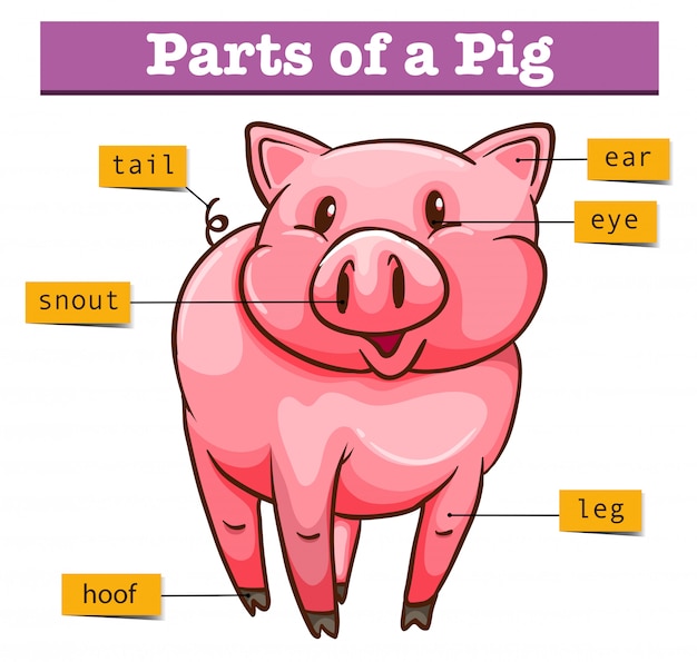 Diagram met delen van varken