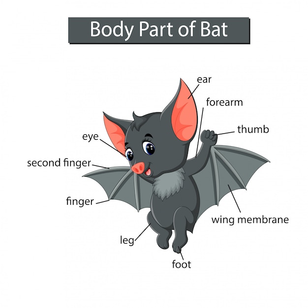 Diagram met het lichaamsdeel van de vleermuis