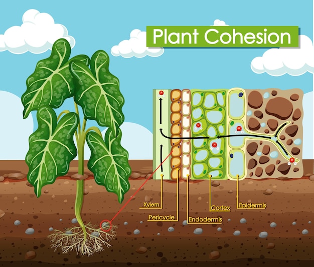 Diagram met plantcohesie