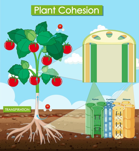 Diagram met plantencohesie